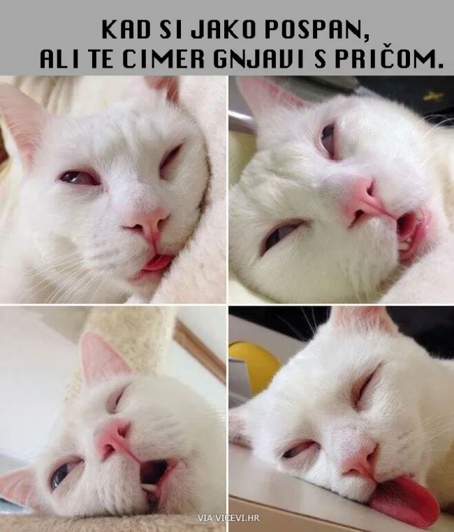 Kad ti cimer ne da spavati