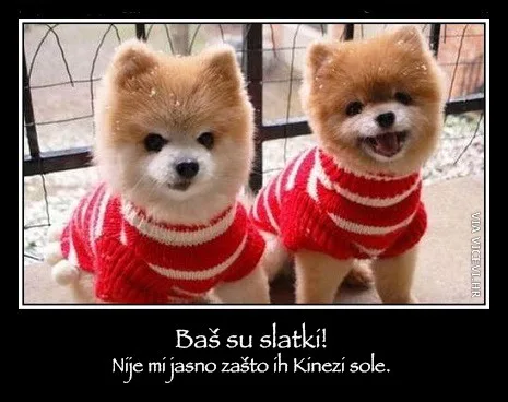 Baš su slatki, nije mi jasno zašto ih Kinezi sole